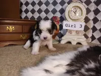 Yorkie Girl 3 AKC ♥, a female Yorkshire Terrier for sale in Austin, TX – Photo 4 of 9