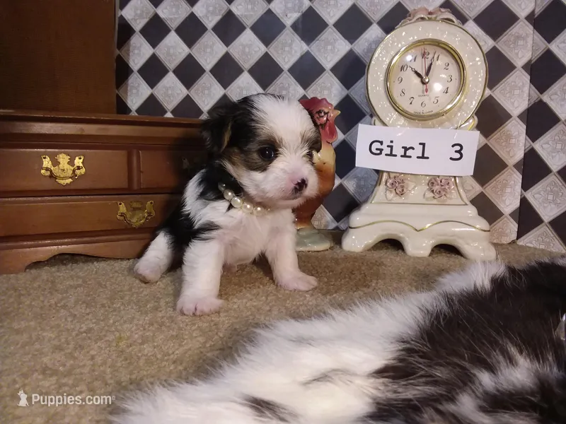 Yorkie Girl 3 AKC ♥ – Yorkshire Terrier puppy for sale in Austin, TX