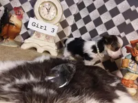 Yorkie Girl 3 AKC ♥, a female Yorkshire Terrier for sale in Austin, TX – Photo 3 of 9