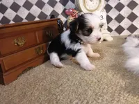 Yorkie Girl 3 AKC ♥, a female Yorkshire Terrier for sale in Austin, TX – Photo 5 of 9