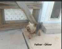 Yorkie Girl 3 AKC ♥, a female Yorkshire Terrier for sale in Austin, TX – Photo 9 of 9