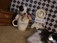 Yorkie Girl 2 AKC ♥, a female Yorkshire Terrier for sale in Austin, TX – Photo 4 of 7