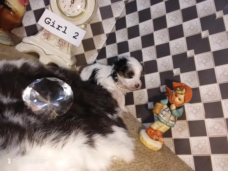 Yorkie Girl 2 AKC ♥ – Yorkshire Terrier puppy for sale in Austin, TX