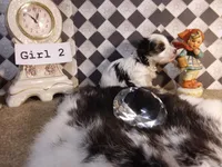 Yorkie Girl 2 AKC ♥, a female Yorkshire Terrier for sale in Austin, TX – Photo 3 of 7