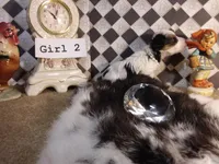 Yorkie Girl 2 AKC ♥, a female Yorkshire Terrier for sale in Austin, TX – Photo 2 of 7