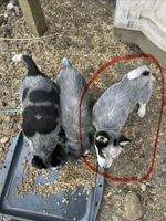 Miss Blue , a female Australian Cattle Dog for sale in Arlington, WA – Photo 3 of 3