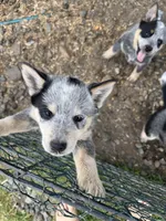 Miss Blue , a female Australian Cattle Dog for sale in Arlington, WA – Photo 2 of 3