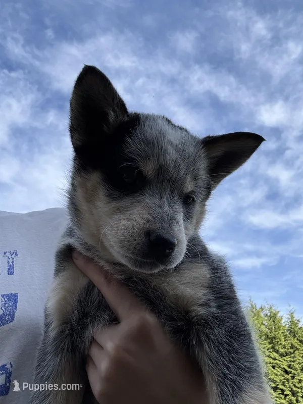 Miss Blue  – Australian Cattle Dog puppy for sale in Arlington, WA