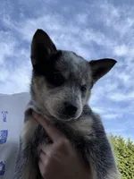 Miss Blue , a female Australian Cattle Dog for sale in Arlington, WA – Photo 1 of 3