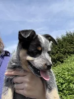 Mr Brown, a male Australian Cattle Dog for sale in Arlington, WA – Photo 1 of 3