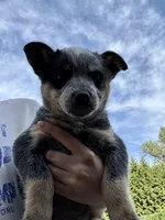 Mr Brown, a male Australian Cattle Dog for sale in Arlington, WA – Photo 3 of 3