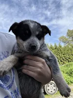 Mr Grey, a male Australian Cattle Dog for sale in Arlington, WA – Photo 2 of 3