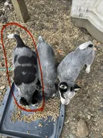 Mr Grey, a male Australian Cattle Dog for sale in Arlington, WA – Photo 3 of 3