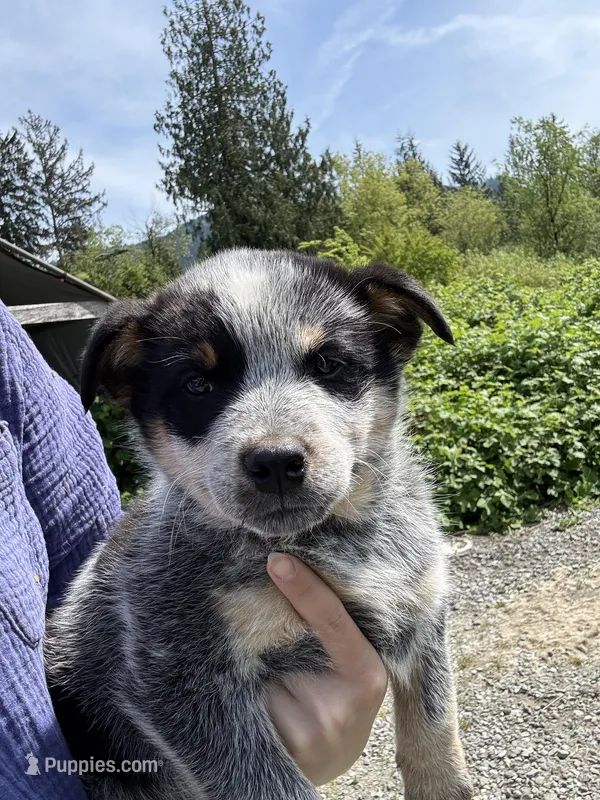 Mr Grey, a male Australian Cattle Dog for sale in Arlington, WA – Photo 1 of 3