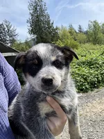 Mr Grey, a male Australian Cattle Dog for sale in Arlington, WA – Photo 1 of 3