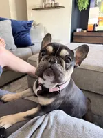 Lily - Prepaid AKC Registration, a female French Bulldog for sale in Tucson, AZ – 10 of 10