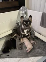 Sasha, a female French Bulldog for sale in Tucson, AZ – 7 of 10