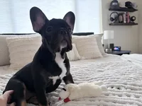 Lily - Prepaid AKC Registration, a female French Bulldog for sale in Tucson, AZ – 2 of 10