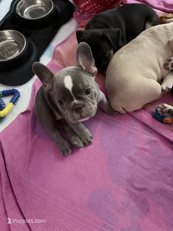 Sasha – French Bulldog puppy for sale in Tucson, AZ