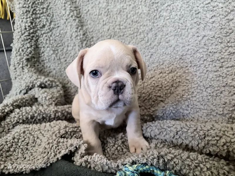 Farley – French Bulldog puppy for sale in Tucson, AZ