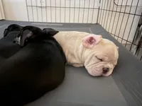 Farley, a male French Bulldog for sale in Tucson, AZ – 4 of 10