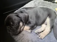 Bear, a male French Bulldog for sale in Tucson, AZ – 3 of 9