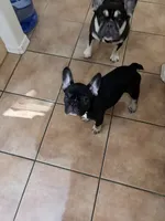 Lily - Prepaid AKC Registration, a female French Bulldog for sale in Tucson, AZ – 6 of 10