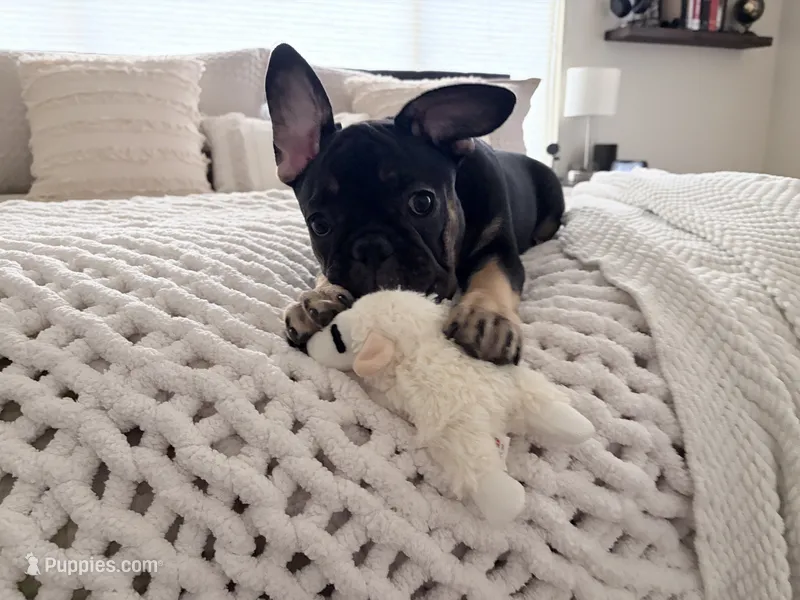 Bear - Prepaid AKC Registration – French Bulldog puppy for sale in Tucson, AZ