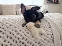Bear - Prepaid AKC Registration, a male French Bulldog for sale in Tucson, AZ – 1 of 10