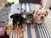 Lily, a female French Bulldog for sale in Tucson, AZ – 6 of 10