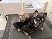 Lily, a female French Bulldog for sale in Tucson, AZ – 8 of 10