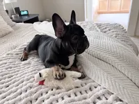 Lily - Prepaid AKC Registration, a female French Bulldog for sale in Tucson, AZ – 1 of 10