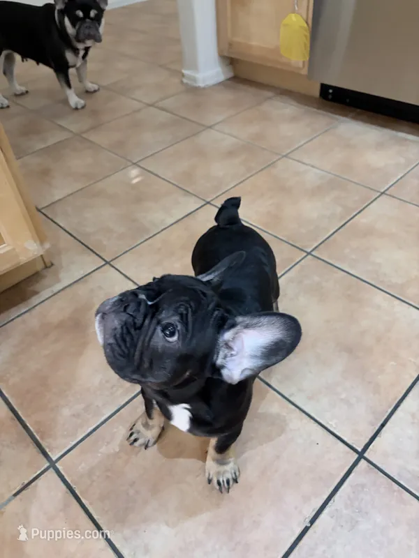 Lily - Prepaid AKC Registration – French Bulldog puppy for sale in Tucson, AZ
