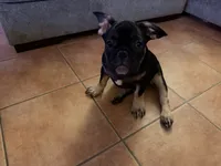 Bear - Prepaid AKC Registration, a male French Bulldog for sale in Tucson, AZ – 4 of 10