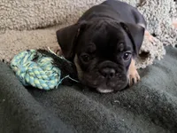 Bear, a male French Bulldog for sale in Tucson, AZ – 2 of 9