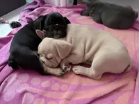 Lily, a female French Bulldog for sale in Tucson, AZ – 5 of 10