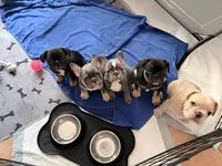 Lily, a female French Bulldog for sale in Tucson, AZ – 7 of 10