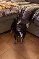 Lily - Prepaid AKC Registration, a female French Bulldog for sale in Tucson, AZ – 5 of 10