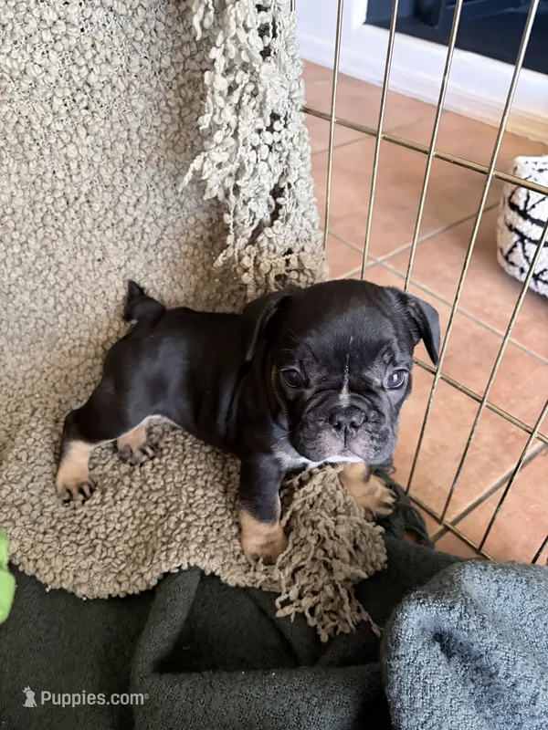 Lily – French Bulldog puppy for sale in Tucson, AZ