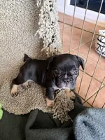 Lily, a female French Bulldog for sale in Tucson, AZ – 1 of 10