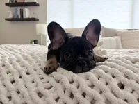 Lily - Prepaid AKC Registration, a female French Bulldog for sale in Tucson, AZ – 3 of 10