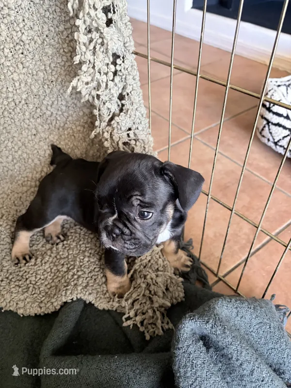 Lily - Prepaid AKC Registration – French Bulldog puppy for sale in Tucson, AZ