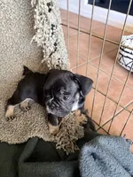 Lily, a female French Bulldog for sale in Tucson, AZ – 2 of 10