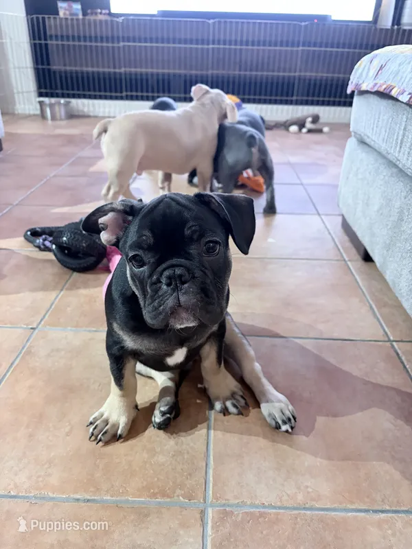 Bear - Prepaid AKC Registration – French Bulldog puppy for sale in Tucson, AZ
