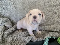 Farley, a male French Bulldog for sale in Tucson, AZ – 2 of 10