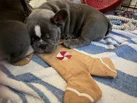 Sasha, a female French Bulldog for sale in Tucson, AZ – 2 of 10