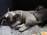 Sasha, a female French Bulldog for sale in Tucson, AZ – 3 of 10