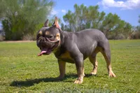 Sasha, a female French Bulldog for sale in Tucson, AZ – 10 of 10