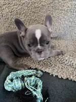 Sasha, a female French Bulldog for sale in Tucson, AZ – 4 of 10