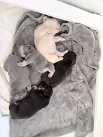 Cudi, a male French Bulldog for sale in Tucson, AZ – 4 of 8
